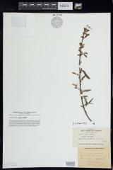 Black Willow
