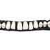Teeth, Two Strips Of Leather Bearing Artificial