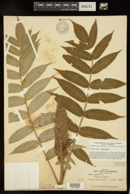 Staghorn Sumac