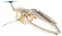 Fin Whale (skeleton)