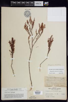 Coastal jointed knotweed