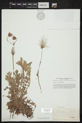Prairie smoke