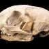 Bobcat (skull)