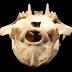 Bobcat (skull)