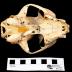 Bobcat (skull)