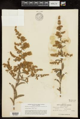Waxleaf privet