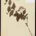 Silkvine