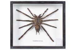 Bird-Eating Tarantula