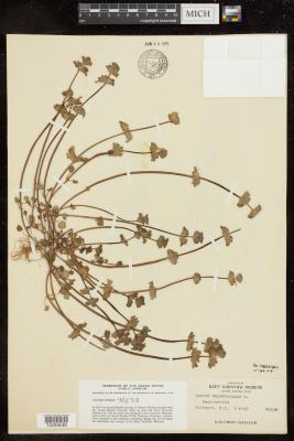 Common henbit
