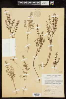 American false pennyroyal