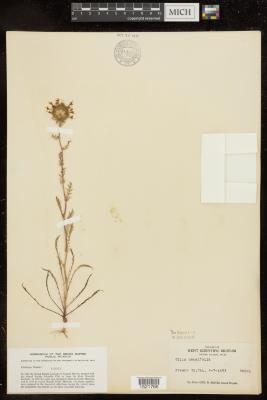 Gilia densifolia