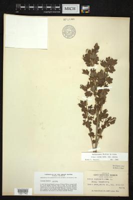 Whitestem gooseberry