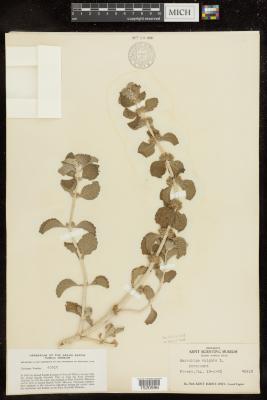 White horehound
