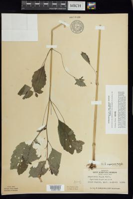Jewelweed
