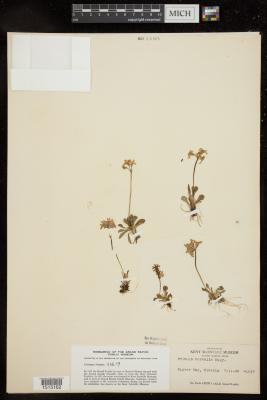 Northern primrose
