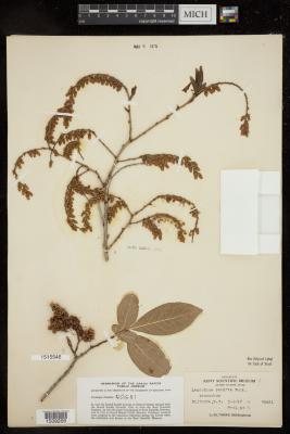 Mountain fetterbush