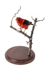 Scarlet Tanager (mount)