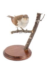 Yellow Billed Cuckoo (mount)