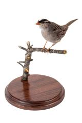 White Crowned Sparrow (mount)