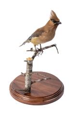 Cedar Waxwing (mount)
