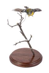 Northern Parula (mount)