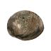 Abalone 