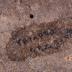 Worked Volcanic Stone
