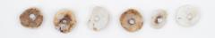 Six Discoidal Shell Beads