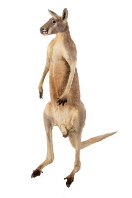 Antilopine Kangaroo (mount)
