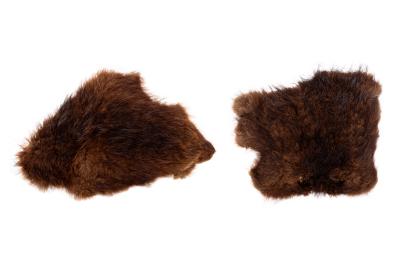 North American Beaver (skin)