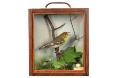 Vireo, Yellow-throated, School Loan Collection