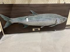 Atlantic Tarpon (mount)