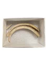 Tusk