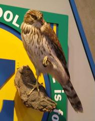 Cooper's Hawk (mount)