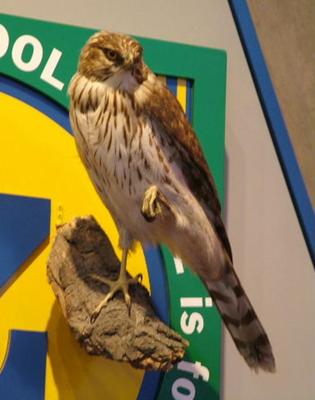 Cooper's Hawk (mount)
