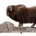 Woodland Musk Ox