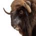 Woodland Musk Ox