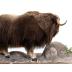 Woodland Musk Ox