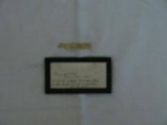 Coat Fragment