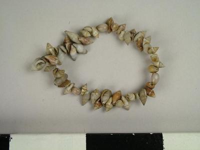Shell Bracelet