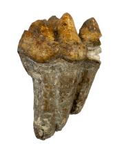 American Mastodon (molar)