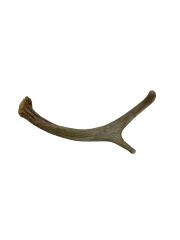 Deer Antler