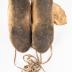 Moccasins 