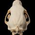 American Black Bear (skull)