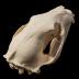 American Black Bear (skull)