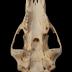 American Black Bear (skull)