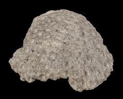 Hexagonaria Coral   