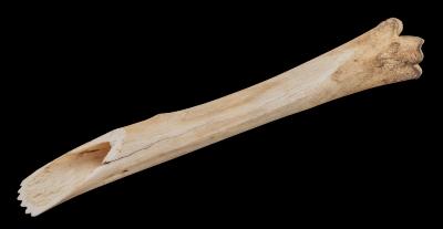 Hide Scraper (Reproduction)