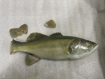 Large Mouth Bass