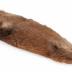 Tanned Muskrat Hide